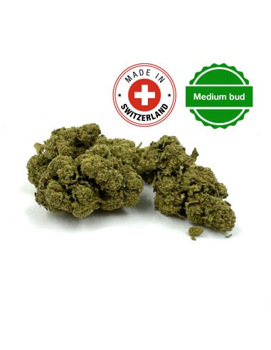Moby Dick indoor - INFUSION FLEURS CBD